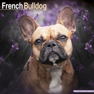 Cover image for 9781804606452 - French Bulldog Calendar 2026  Square Dog Breed Wall Calendar - 16 Month