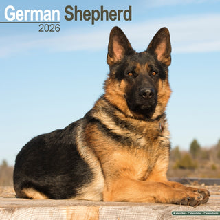 Cover image for 9781804606469 - German Shepherd Calendar 2026  Square Dog Breed Wall Calendar - 16 Month