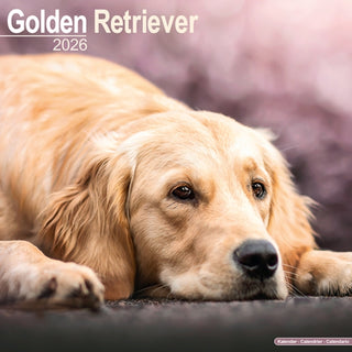Cover image for 9781804606483 - Golden Retriever Calendar 2026  Square Dog Breed Wall Calendar - 16 Month