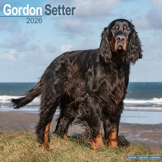 Cover image for 9781804606490 - Gordon Setter Calendar 2026  Square Dog Breed Wall Calendar - 16 Month