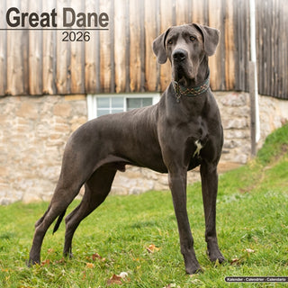 Cover image for 9781804606506 - Great Dane (Euro) Calendar 2026  Square Dog Breed Wall Calendar - 16 Month