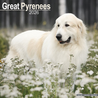 Cover image for 9781804606513 - Great Pyrenees Calendar 2026  Square Dog Breed Wall Calendar - 16 Month