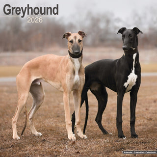 Cover image for 9781804606520 - Greyhound Calendar 2026 Square Dog Breed Wall Calendar - 16 Month