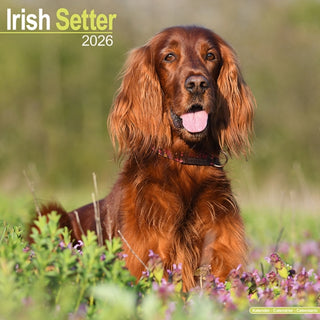 Cover image for 9781804606537 - Irish Setter Calendar 2026  Square Dog Breed Wall Calendar - 16 Month