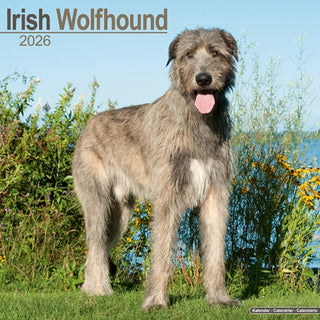 Cover image for 9781804606544 - Irish Wolfhound Calendar 2026  Square Dog Breed Wall Calendar - 16 Month