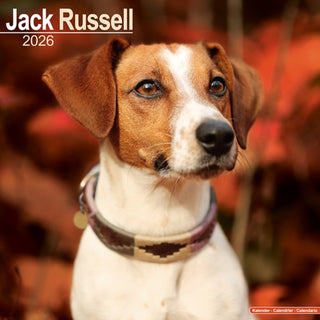 Cover image for 9781804606551 - Jack Russell Calendar 2026  Square Dog Breed Wall Calendar - 16 Month