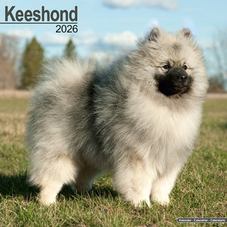 Cover image for 9781804606568 - Keeshond Calendar 2026  Square Dog Breed Wall Calendar - 16 Month