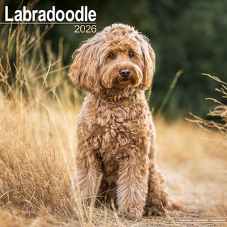 Cover image for 9781804606575 - Labradoodle Calendar 2026  Square Dog Breed Wall Calendar - 16 Month