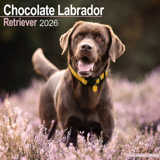 Cover image for 9781804606599 - Chocolate Labrador Retriever Calendar 2026  Square Dog Breed Wall Calendar - 16 Month