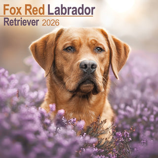 Cover image for 9781804606605 - Fox Red Labrador Retriever Calendar 2026  Square Dog Breed Wall Calendar - 16 Month