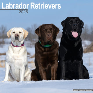 Cover image for 9781804606612 - Labrador Retrievers (Mixed) Calendar 2026  Square Dog Breed Wall Calendar - 16 Month