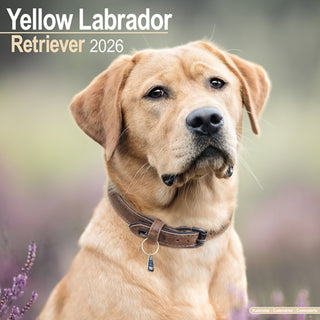 Cover image for 9781804606629 - Labrador Retriever (Yellow) Calendar 2026  Square Dog Breed Wall Calendar - 16 Month