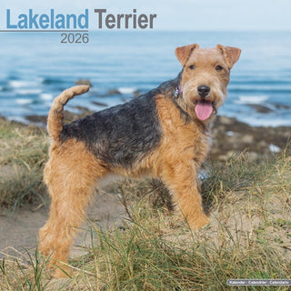 Cover image for 9781804606636 - Lakeland Terrier Calendar 2026  Square Dog Breed Wall Calendar - 16 Month