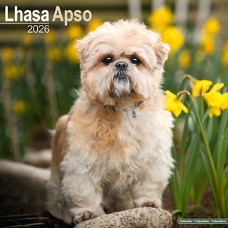 Cover image for 9781804606643 - Lhasa Apso Calendar 2026  Square Dog Breed Wall Calendar - 16 Month