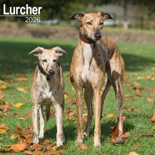Cover image for 9781804606650 - Lurcher Calendar 2026  Square Dog Breed Wall Calendar - 16 Month