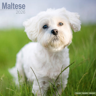 Cover image for 9781804606667 - Maltese Calendar 2026  Square Dog Breed Wall Calendar - 16 Month