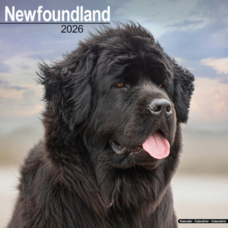 Cover image for 9781804606681 - Newfoundland Calendar 2026  Square Dog Breed Wall Calendar - 16 Month