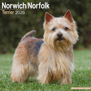 Cover image for 9781804606698 - Norwich/Norfolk Terrier Calendar 2026  Square Dog Breed Wall Calendar - 16 Month