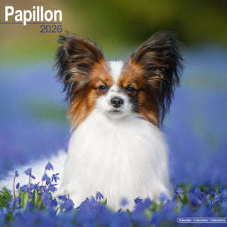 Cover image for 9781804606711 - Papillon Calendar 2026  Square Dog Breed Wall Calendar - 16 Month