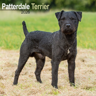 Cover image for 9781804606728 - Patterdale Terrier Calendar 2026  Square Dog Breed Wall Calendar - 16 Month