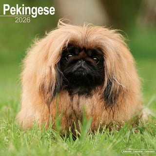 Cover image for 9781804606735 - Pekingese Calendar 2026  Square Dog Breed Wall Calendar - 16 Month