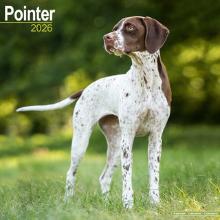 Cover image for 9781804606742 - Pointer  Calendar 2026  Square Dog Breed Wall Calendar - 16 Month