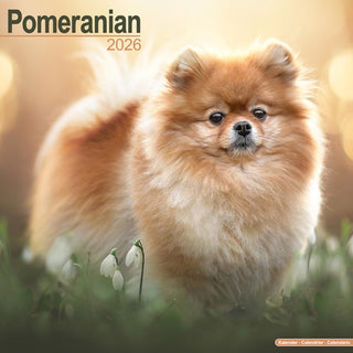 Cover image for 9781804606759 - Pomeranian Calendar 2026  Square Dog Breed Wall Calendar - 16 Month
