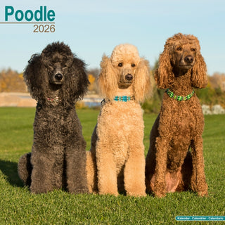 Cover image for 9781804606766 - Poodle Calendar 2026  Square Dog Breed Wall Calendar - 16 Month