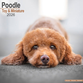 Cover image for 9781804606773 - Poodle (Toy & Miniature) Calendar 2026  Square Dog Breed Wall Calendar - 16 Month