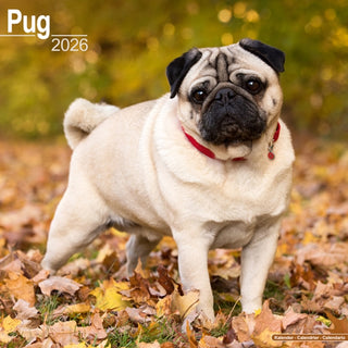 Cover image for 9781804606780 - Pug Calendar 2026  Square Dog Breed Wall Calendar - 16 Month
