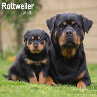 Cover image for 9781804606803 - Rottweiler Calendar 2026  Square Dog Breed Wall Calendar - 16 Month