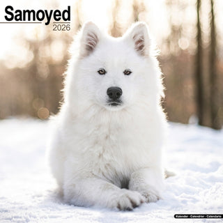 Cover image for 9781804606827 - Samoyed Calendar 2026  Square Dog Breed Wall Calendar - 16 Month