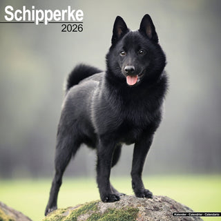 Cover image for 9781804606834 - Schipperke Calendar 2026  Square Dog Breed Wall Calendar - 16 Month