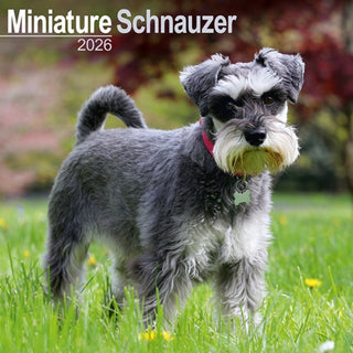 Cover image for 9781804606858 - Schnauzer Miniature  Calendar 2026  Square Dog Breed Wall Calendar - 16 Month