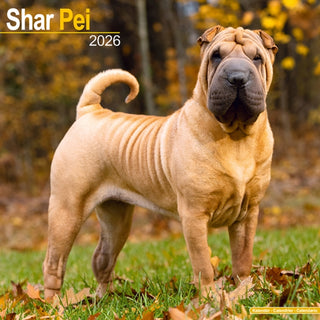 Cover image for 9781804606872 - Shar Pei Calendar 2026  Square Dog Breed Wall Calendar - 16 Month