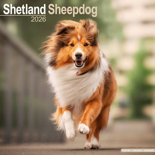 Cover image for 9781804606889 - Shetland Sheepdog Calendar 2026  Square Dog Breed Wall Calendar - 16 Month