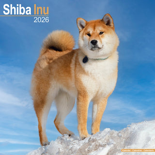 Cover image for 9781804606896 - Shiba Inu Calendar 2026  Square Dog Breed Wall Calendar - 16 Month