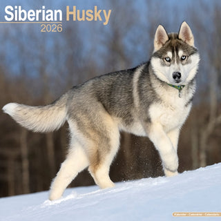 Cover image for 9781804606919 - Siberian Husky Calendar 2026  Square Dog Breed Wall Calendar - 16 Month