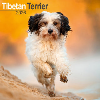Cover image for 9781804606933 - Tibetan Terrier Calendar 2026  Square Dog Breed Wall Calendar - 16 Month