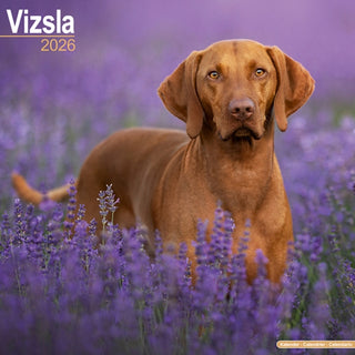 Cover image for 9781804606940 - Vizsla Calendar 2026  Square Dog Breed Wall Calendar - 16 Month