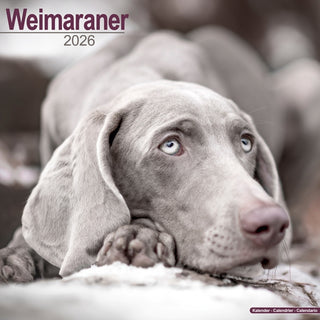 Cover image for 9781804606957 - Weimaraner Calendar 2026  Square Dog Breed Wall Calendar - 16 Month