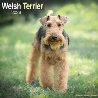 Cover image for 9781804606964 - Welsh Terrier Calendar 2026  Square Dog Breed Wall Calendar - 16 Month