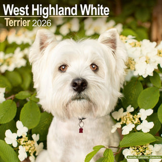 Cover image for 9781804606971 - West Highland White Terrier Calendar 2026  Square Dog Breed Wall Calendar - 16 Month