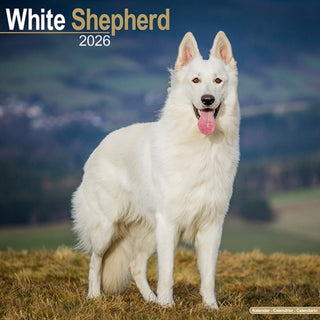 Cover image for 9781804606995 - White Shepherd Calendar 2026  Square Dog Breed Wall Calendar - 16 Month