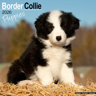 Cover image for 9781804607015 - Border Collie Puppies Calendar 2026  Square Dog Puppy Breed Wall Calendar - 16 Month
