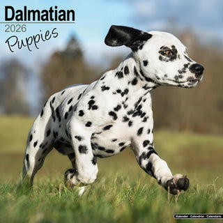 Cover image for 9781804607039 - Dalmatian Puppies Calendar 2026  Square Dog Puppy Breed Wall Calendar - 16 Month