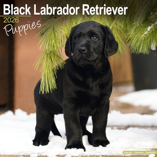 Cover image for 9781804607060 - Black Labrador Puppies Calendar 2026  Square Dog Puppy Breed Wall Calendar - 16 Month