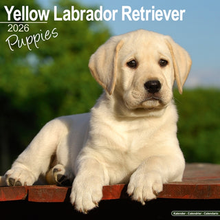 Cover image for 9781804607077 - Yellow Labrador Puppies Calendar 2026  Square Dog Puppy Breed Wall Calendar - 16 Month