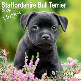 Cover image for 9781804607091 - Staffordshire Bull Terrier Puppies Calendar 2026  Square Dog Puppy Breed Wall Calendar - 16 Month