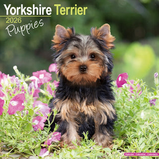 Cover image for 9781804607107 - Yorkshire Terrier Puppies Calendar 2026  Square Dog Puppy Breed Wall Calendar - 16 Month